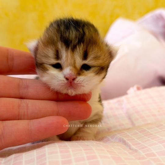Akari Femelle British Longhair