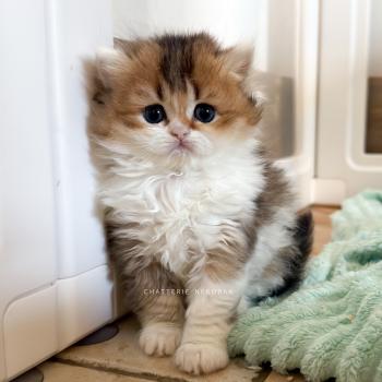 chaton British Longhair black golden ticked tabby bicolor Akari Chatterie Nekobaa
