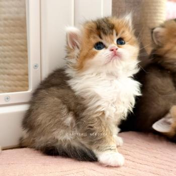 chaton British Longhair black golden ticked tabby bicolor Akari Chatterie Nekobaa