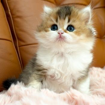 chaton British Longhair black golden ticked tabby bicolor Akari Chatterie Nekobaa