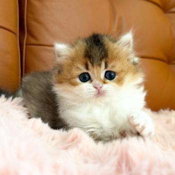 chaton British Longhair black golden ticked tabby bicolor Akari Chatterie Nekobaa