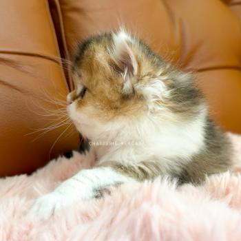 chaton British Longhair black golden ticked tabby bicolor Akari Chatterie Nekobaa