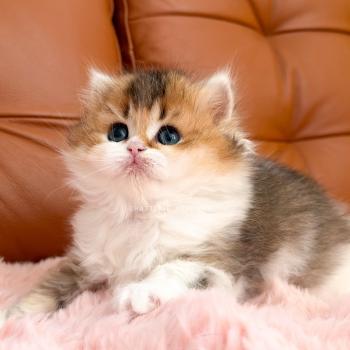 chaton British Longhair black golden ticked tabby bicolor Akari Chatterie Nekobaa