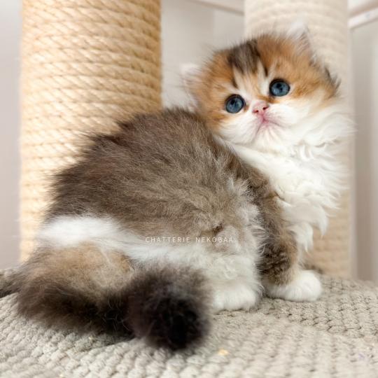 Betty Akari Femelle British Longhair