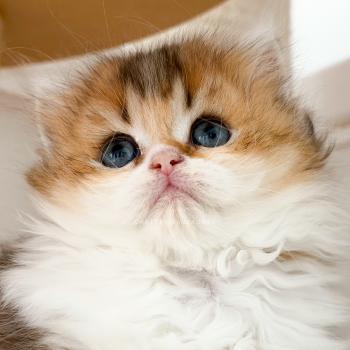 chaton British Longhair black golden ticked tabby bicolor Akari Chatterie Nekobaa