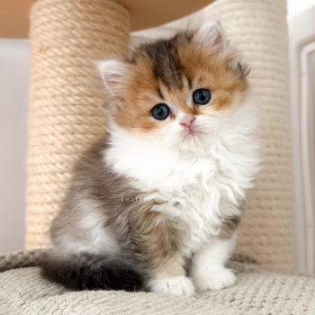 chaton British Longhair black golden ticked tabby bicolor Akari Chatterie Nekobaa