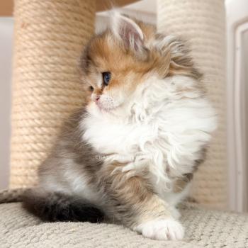 chaton British Longhair black golden ticked tabby bicolor Akari Chatterie Nekobaa