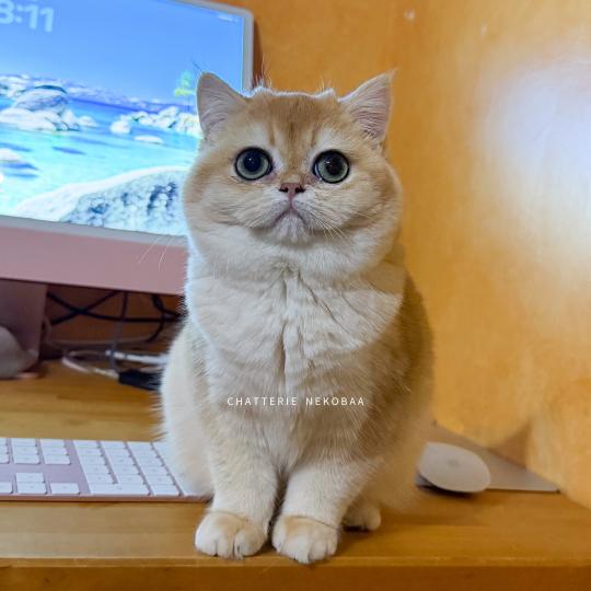 Ancestra Femelle British Shorthair