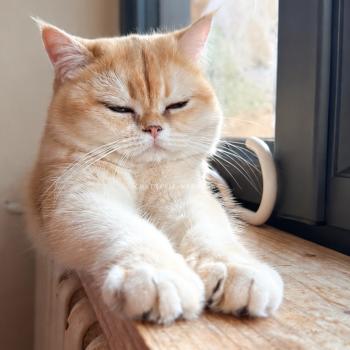 chat British Shorthair black golden shell Ancestra Chatterie Nekobaa