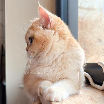 chat British Shorthair black golden shell Ancestra Chatterie Nekobaa