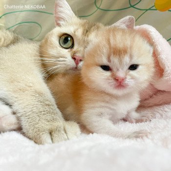 chaton British Shorthair golden Armin Chatterie Nekobaa