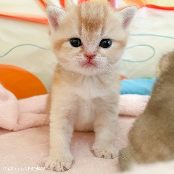 chaton British Shorthair black golden shaded Armin Chatterie Nekobaa