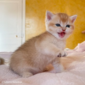 chaton British Shorthair black golden shaded Armin Chatterie Nekobaa