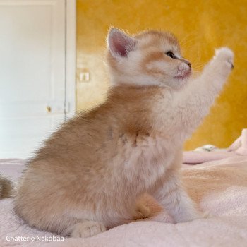 chaton British Shorthair black golden shaded Armin Chatterie Nekobaa