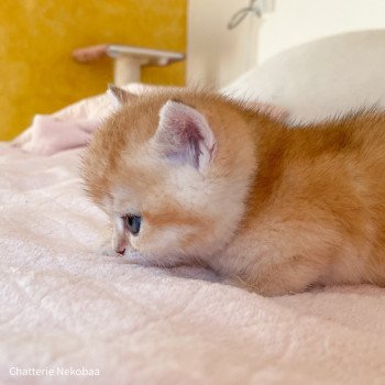 chaton British Shorthair black golden shaded Armin Chatterie Nekobaa