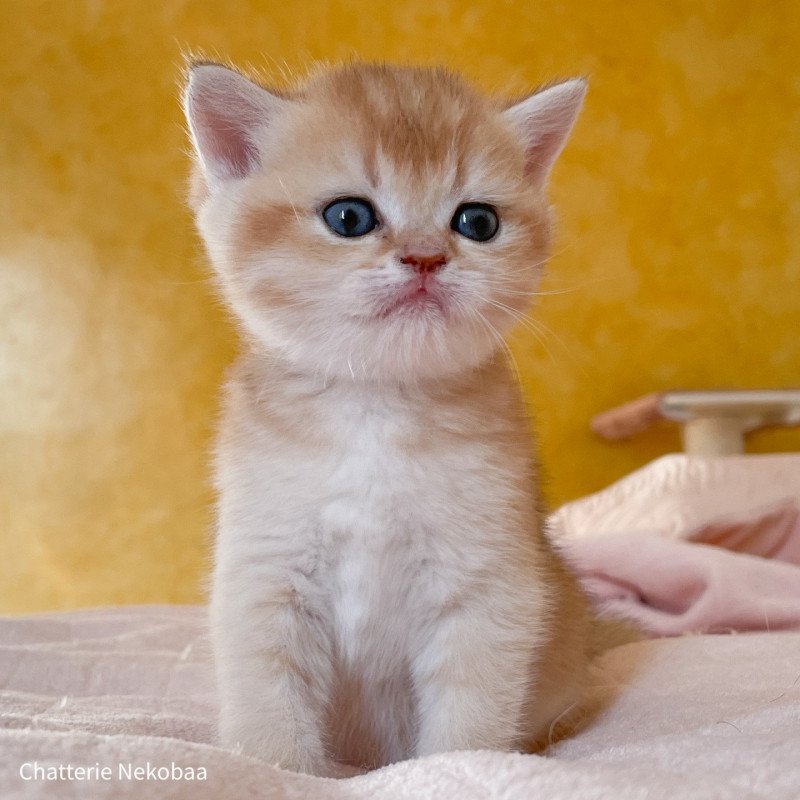 Sunny Armin Mâle British Shorthair