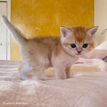 chaton British Shorthair black golden shaded Armin Chatterie Nekobaa