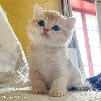 chaton British Shorthair black golden shaded Armin Chatterie Nekobaa