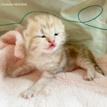 chaton British Shorthair brown (black golden) blotched tabby Ashitaka Chatterie Nekobaa