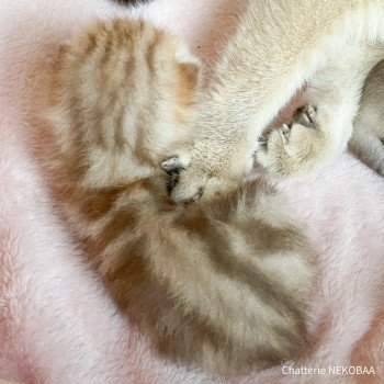 chaton British Shorthair brown (black golden) blotched tabby Ashitaka Chatterie Nekobaa