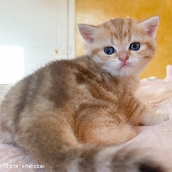 chaton British Shorthair brown (black golden) blotched tabby Ashitaka Chatterie Nekobaa