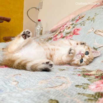 chaton British Shorthair brown (black golden) blotched tabby Ashitaka Chatterie Nekobaa