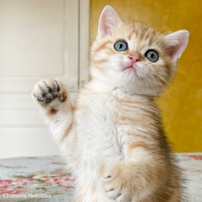 Shine Ashitaka Mâle British Shorthair