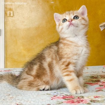 chaton British Shorthair brown (black golden) blotched tabby Ashitaka Chatterie Nekobaa