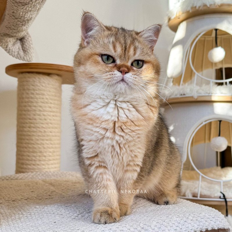 Yayumi Femelle British Shorthair