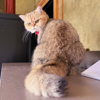 chat British Shorthair black golden shaded Yayumi Chatterie Nekobaa chat British Shorthair black golden shaded Yayumi Chatterie Nekobaa