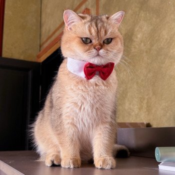 chat British Shorthair black golden shaded Yayumi Chatterie Nekobaa chat British Shorthair black golden shaded Yayumi Chatterie Nekobaa