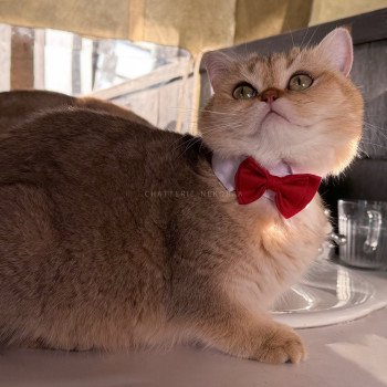 chat British Shorthair black golden shaded Yayumi Chatterie Nekobaa chat British Shorthair black golden shaded Yayumi Chatterie Nekobaa