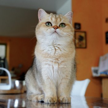 chat British Shorthair black golden shaded Yayumi Chatterie Nekobaa chat British Shorthair black golden shaded Yayumi Chatterie Nekobaa