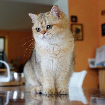 chat British Shorthair black golden shaded Yayumi Chatterie Nekobaa chat British Shorthair black golden shaded Yayumi Chatterie Nekobaa