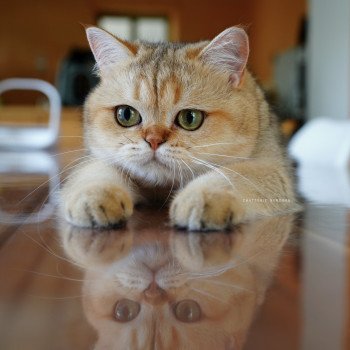 Yayumi Femelle British Shorthair