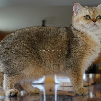 chat British Shorthair black golden shaded Yayumi Chatterie Nekobaa chat British Shorthair black golden shaded Yayumi Chatterie Nekobaa