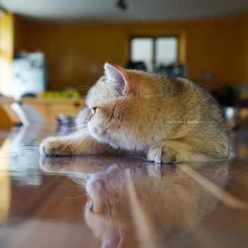 chat British Shorthair black golden shaded Yayumi Chatterie Nekobaa chat British Shorthair black golden shaded Yayumi Chatterie Nekobaa