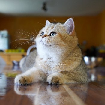 chat British Shorthair black golden shaded Yayumi Chatterie Nekobaa chat British Shorthair black golden shaded Yayumi Chatterie Nekobaa