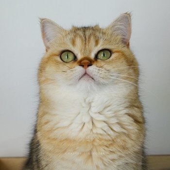 chat British Shorthair black golden shaded Yayumi Chatterie Nekobaa chat British Shorthair black golden shaded Yayumi Chatterie Nekobaa