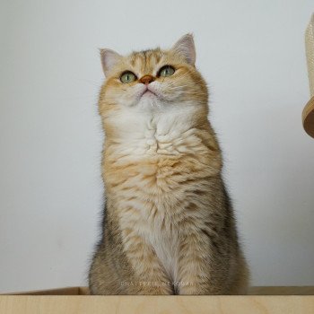 chat British Shorthair black golden shaded Yayumi Chatterie Nekobaa chat British Shorthair black golden shaded Yayumi Chatterie Nekobaa