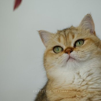 chat British Shorthair black golden shaded Yayumi Chatterie Nekobaa chat British Shorthair black golden shaded Yayumi Chatterie Nekobaa