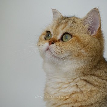 chat British Shorthair black golden shaded Yayumi Chatterie Nekobaa chat British Shorthair black golden shaded Yayumi Chatterie Nekobaa