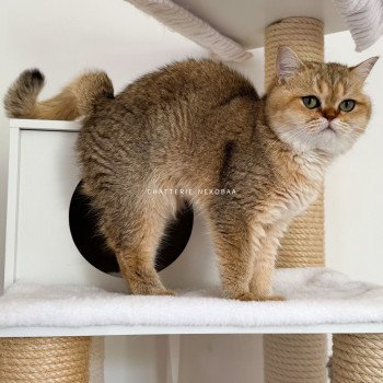 chat British Shorthair black golden shaded Yayumi Chatterie Nekobaa