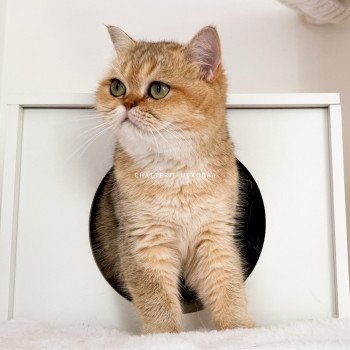 chat British Shorthair black golden shaded Yayumi Chatterie Nekobaa