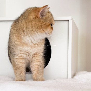 chat British Shorthair black golden shaded Yayumi Chatterie Nekobaa