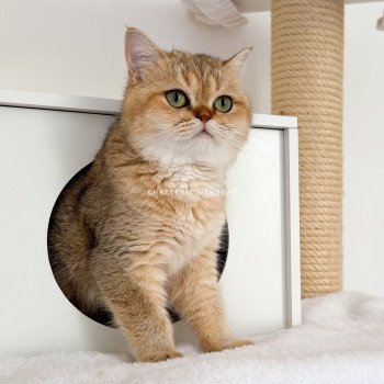 chat British Shorthair black golden shaded Yayumi Chatterie Nekobaa