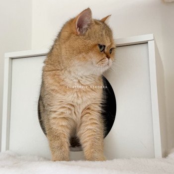 chat British Shorthair black golden shaded Yayumi Chatterie Nekobaa
