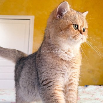 chat British Shorthair black golden shaded Gaga Chatterie Nekobaa