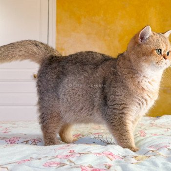 chat British Shorthair black golden shaded Gaga Chatterie Nekobaa