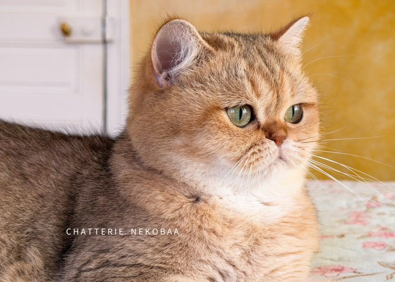 Gaga Femelle British Shorthair